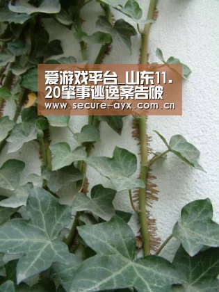 爱游戏平台_山东11.20肇事逃逸案告破 90万保险赔付或打水漂(图3) 爱游戏体育平台